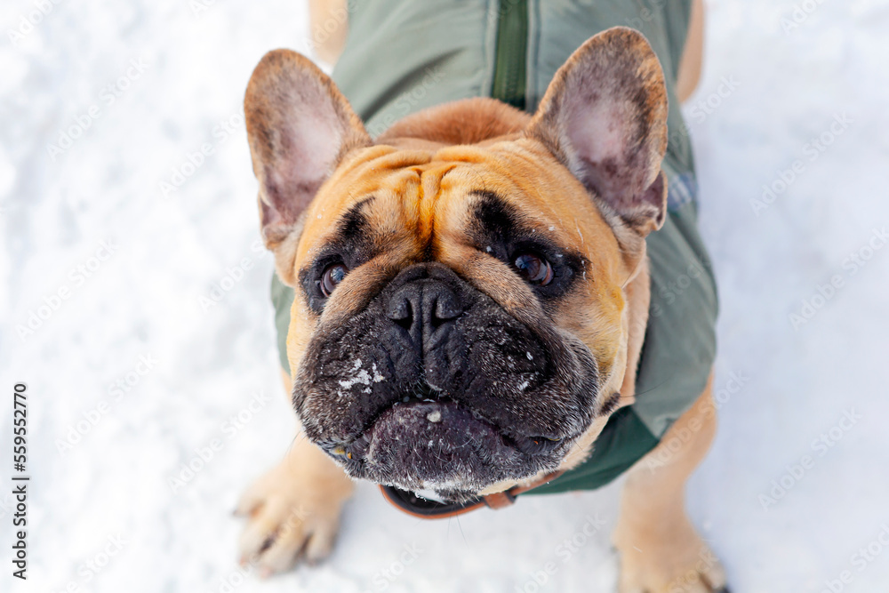 A French bulldog is playing in the snow.