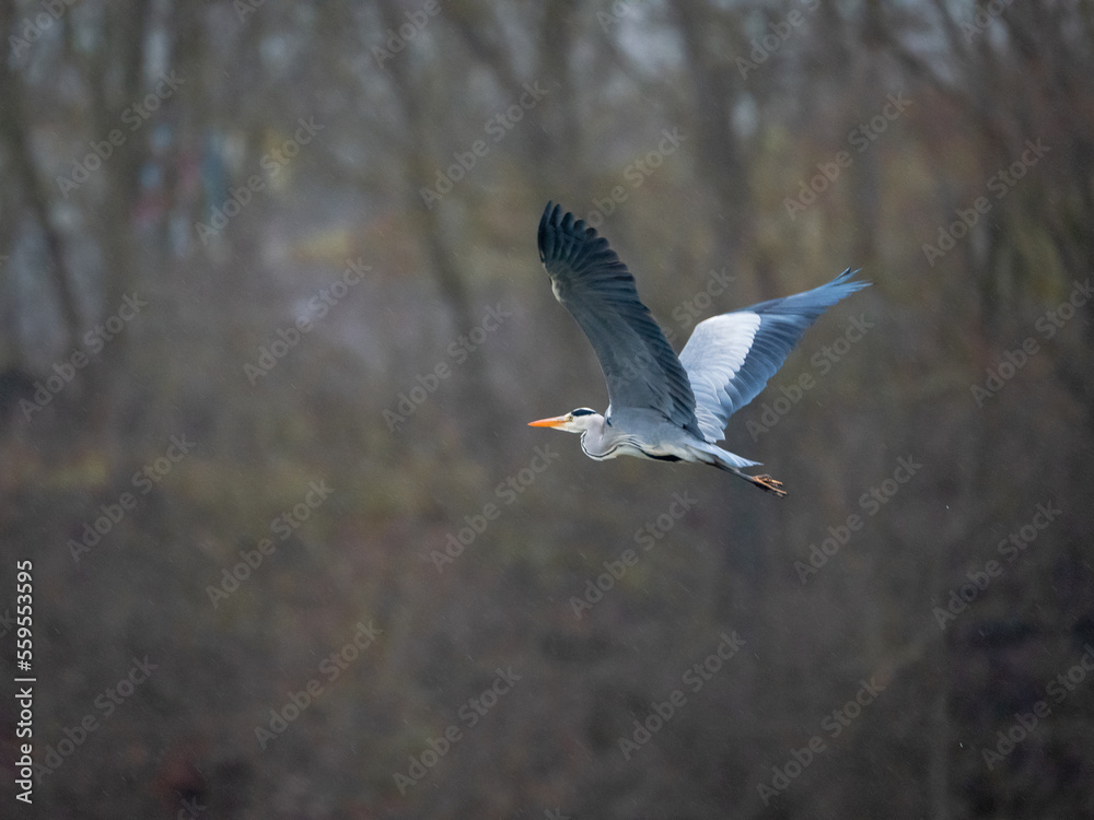 Graureiher im Flug 