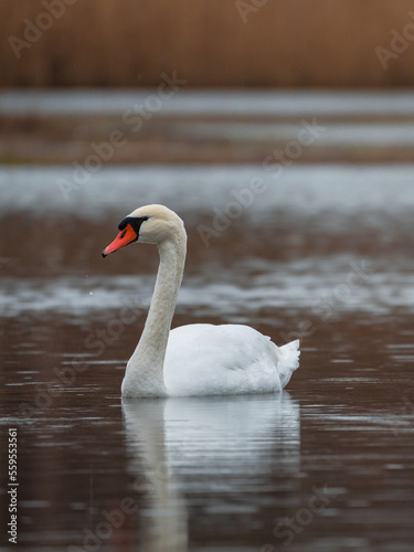 Swan in Nature