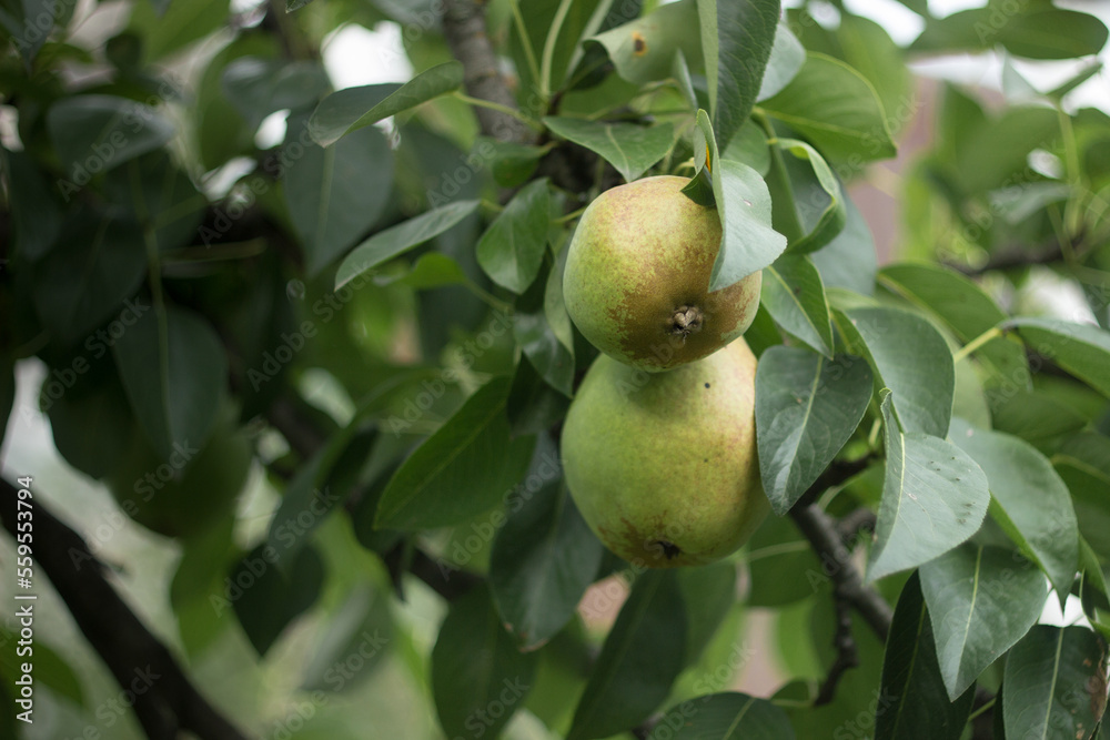 Pear tree. Ripe pears on a tree in a garden on a blurred background of greenery. Eco-friendly natural products, rich fruit harvest Pear tree. Ripe pears on a tree in a garden on a blurred background of greenery. Eco-friendly natural products, rich fruit harvest