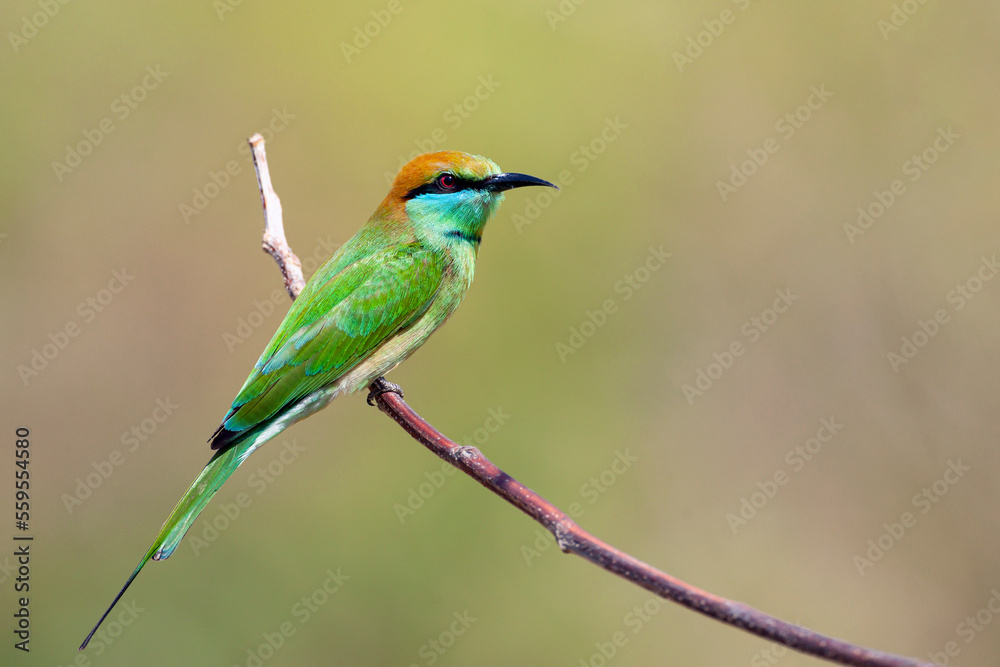 The green bee-eater (Merops orientalis) sometimes little green bee-eater sitting on the branch..
The green bee-eater (Merops orientalis) sometimes little green bee-eater sitting on the branch..