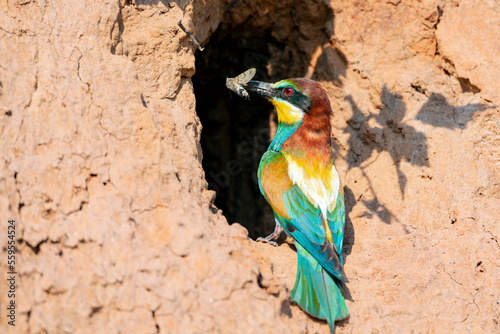 Mottled bee-eater (Merops apiaster) with prey in its beak at the entrance of its nest-burrow