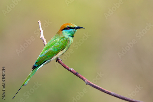 The green bee-eater (Merops orientalis) sometimes little green bee-eater sitting on the branch.. 