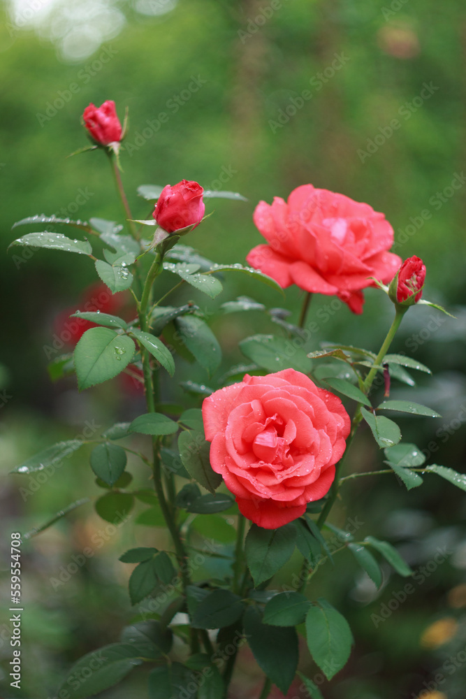 Beautiful salmon rose bush in the garden after rain Beautiful salmon rose bush in the garden after rain