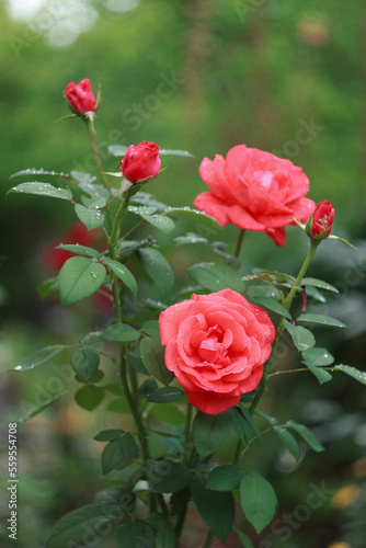 Beautiful salmon rose bush in the garden after rain