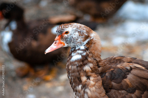 portrait of a duck © Spadezz
