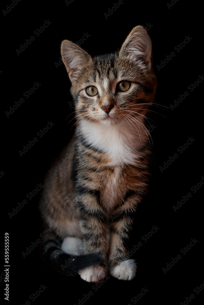 Portrait of brown Kitten with tortoise fur on isolated background, front view