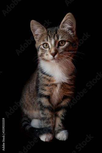 Portrait of brown Kitten with tortoise fur on isolated background, front view