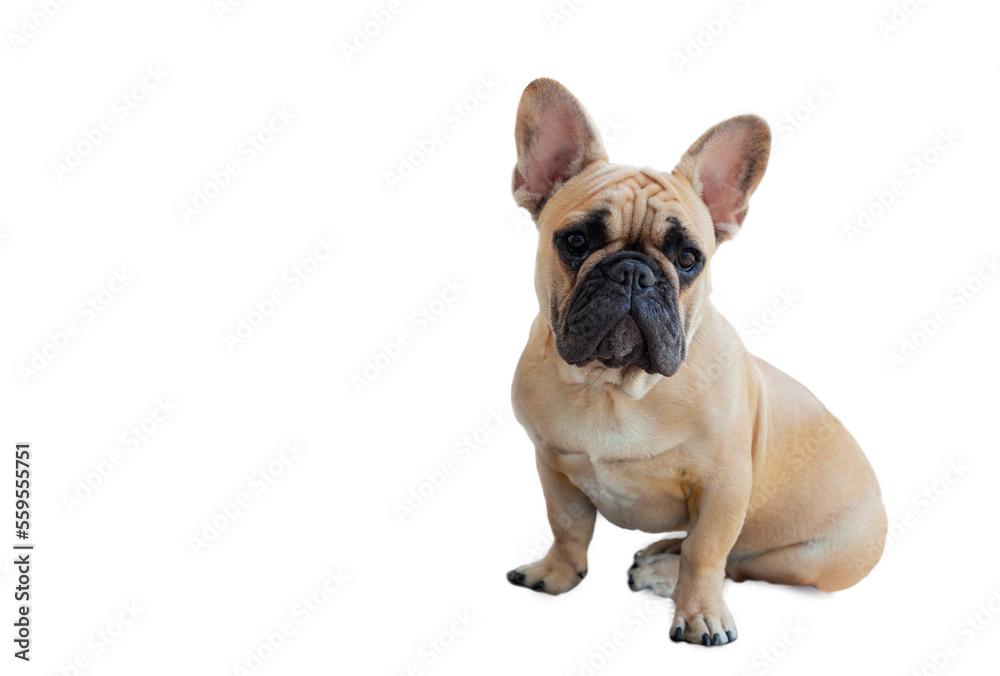 French Bulldog dog on white background