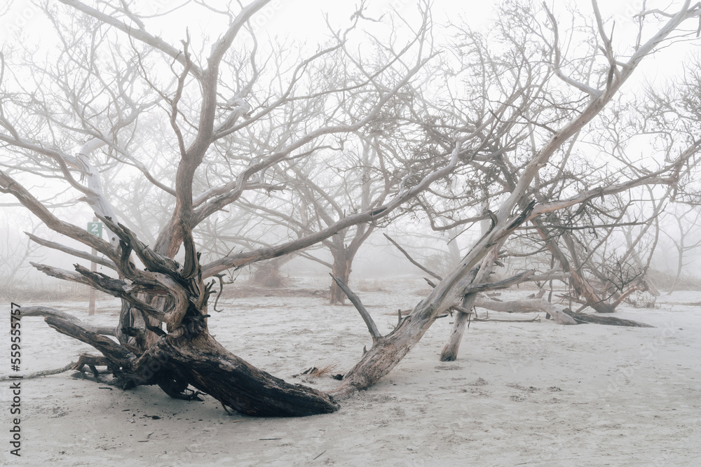 Gnarly dead trees on the beach at Jekyll Island Georgia Driftwood Beach during a foggy day