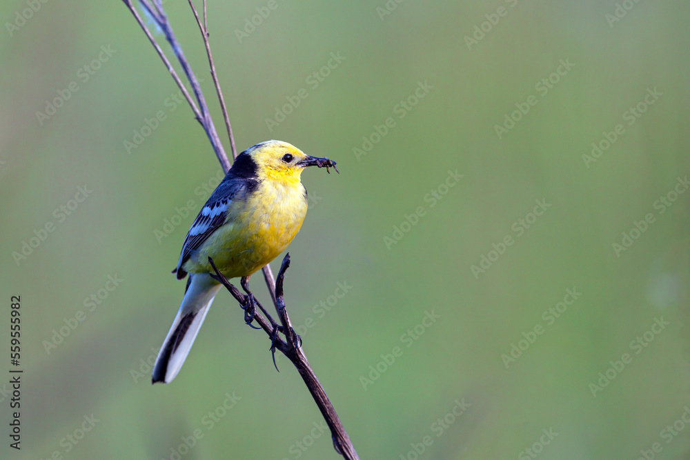 A citrine wagtail with prey in its beak sits on a branch...