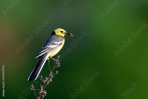 A citrine wagtail with prey in its beak sits on a branch...