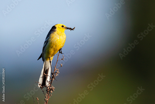A citrine wagtail with prey in its beak sits on a branch...