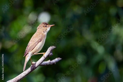 Blyth's reed warbler (Acrocephalus dumetorum) is an Old World warbler in the genus Acrocephalus.. 