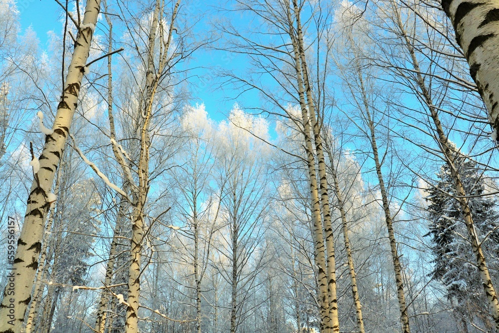 Winter clear, frosty morning, birch grove, tree branches covered with snow frost