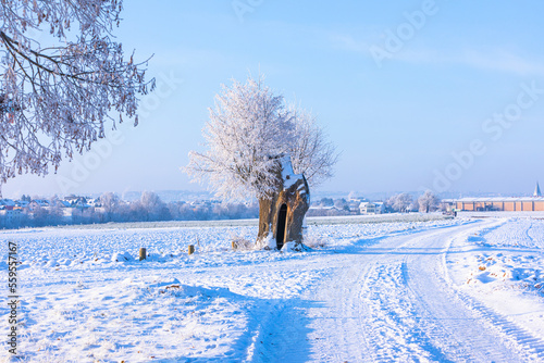 old tree trunk an fields in winter landscape photo