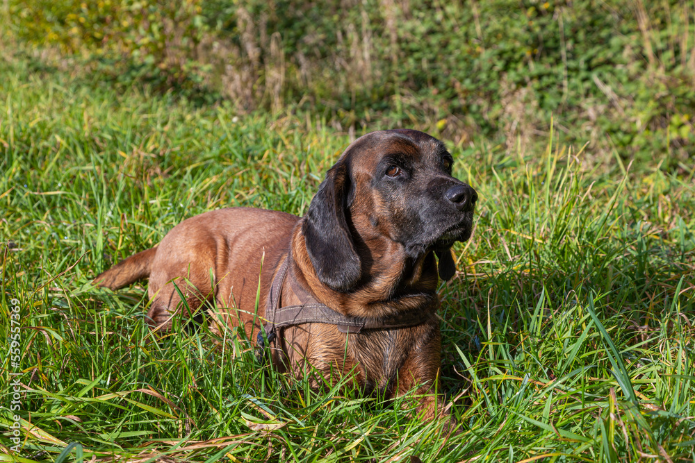 Obraz premium tracker dog resting on a meadow