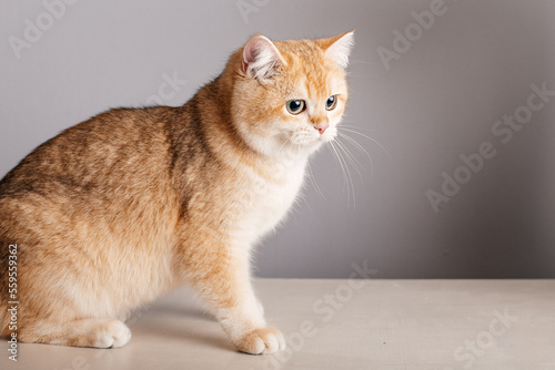 Beautiful cute orange cat 