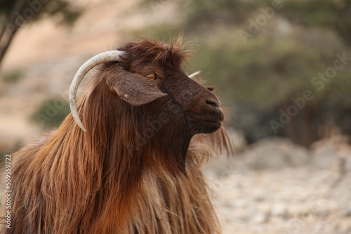 Goat at Jebel Shams (Oman)