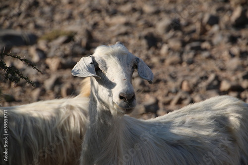 White goat (Oman)