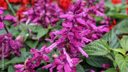 Fotografie Beautiful purple Salvia Splendens or Sage of the diviners flower blooming in a garden