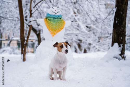 Fototapeta Naklejka Na Ścianę i Meble -  Dog jack russell terrier walks on the street in winter. Snowman in a scarf. 
