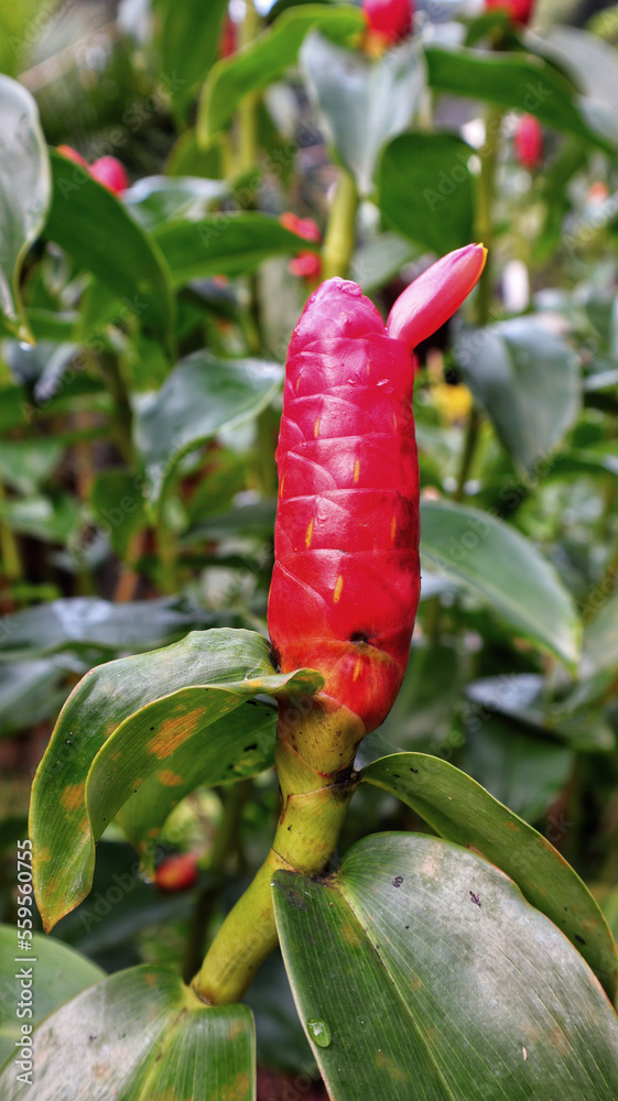 Red button costus woodsonii indian head ginger Alpinia purpurata flower.