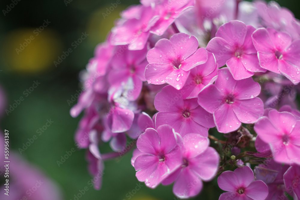 Pink phlox flowers in a garden