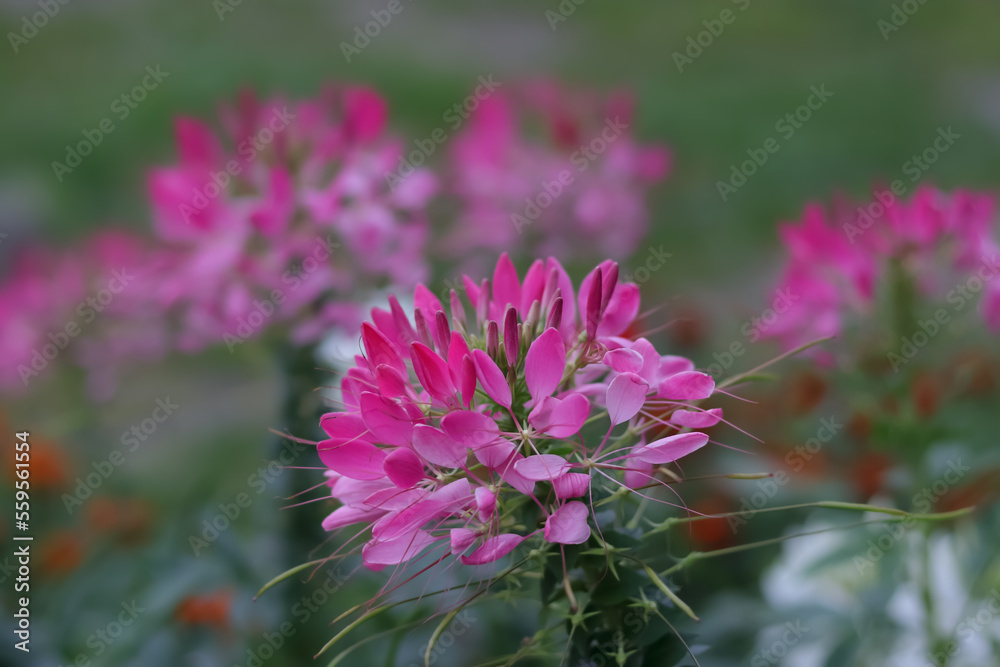 Spiny spider flower. Top view Cleome spinosa. Cleome hassleriana. Tarenaya hassleriana. Red and white spiny spider flower close-up in the garden. Ornamental plant for gardening. Floral background Spiny spider flower. Top view Cleome spinosa. Cleome hassleriana. Tarenaya hassleriana. Red and white spiny spider flower close-up in the garden. Ornamental plant for gardening. Floral background