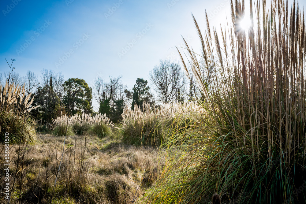 Fototapeta premium Herbes de la Pampa en Occitanie