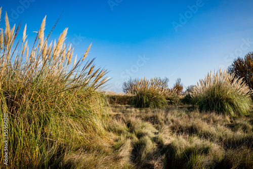 Herbes de la Pampa en Occitanie