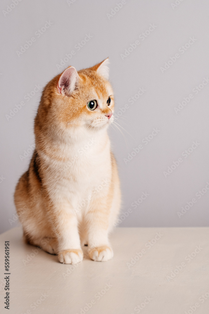 A Beautiful Domestic Orange cat sitting in strange, weird, funny position. Animal portrait against white background.