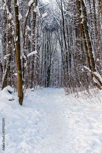 Winter trail leading through the forest 