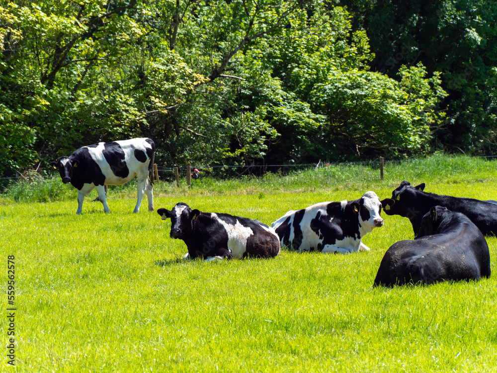 Several cows are lying on a green meadow on a sunny spring day. Cattle in the pasture. Livestock farm. Black and white cow lying on green grass field Several cows are lying on a green meadow on a sunny spring day. Cattle in the pasture. Livestock farm. Black and white cow lying on green grass field