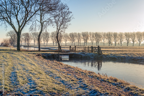 Winter in a Dutch polder in the Alblasserwaard region of the province of South Holland. The bare and jagged branches of the trees contrast with the blue sky. The grass is covered with frost.
