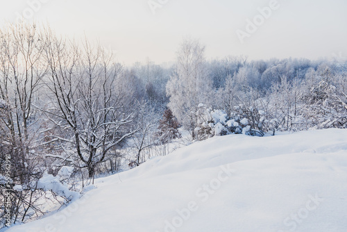 Snow-covered forest and meadow, Poland  © Alicja Wójcik