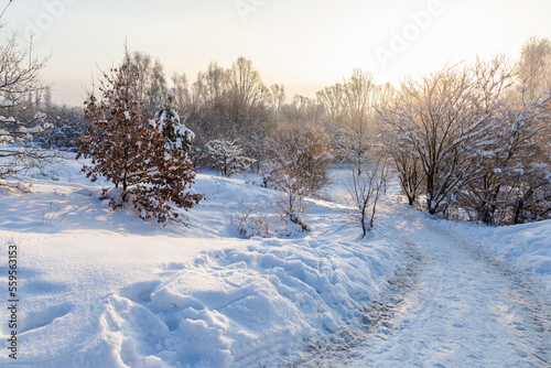 Road through a winter glade, Poland 