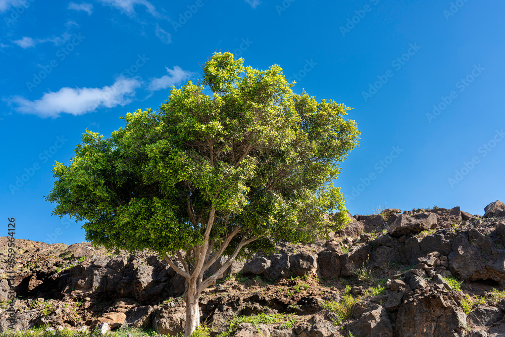 Baum am Felsen, Lanzarote, Kanaren, Spanien