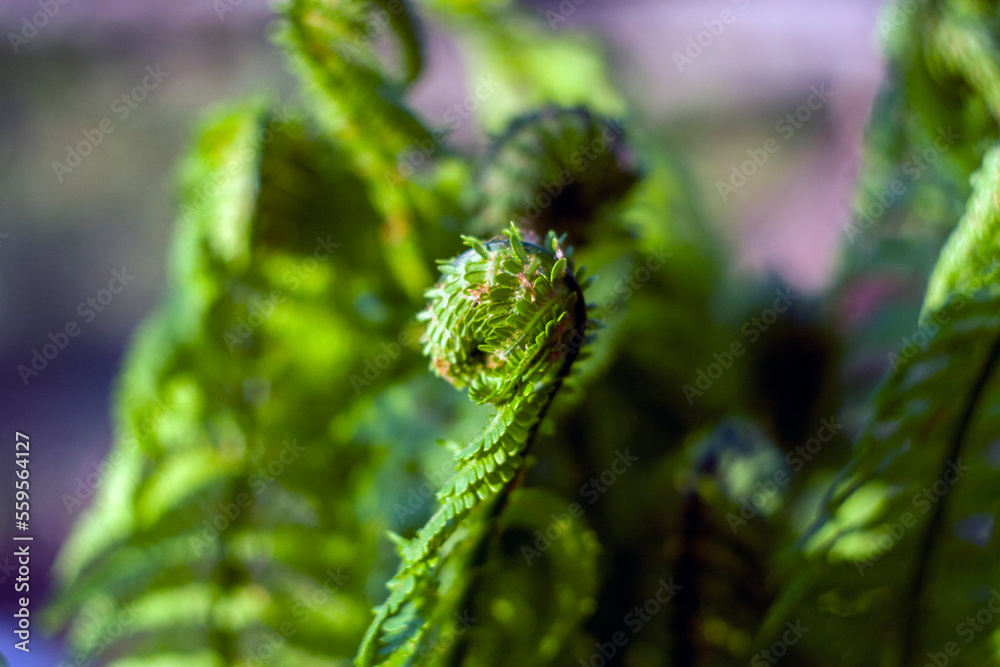 Fern Fern
