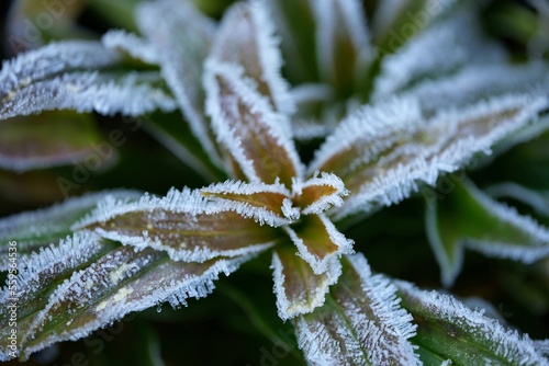 eine mit rauhreif überzogene pflanze, makro, staude