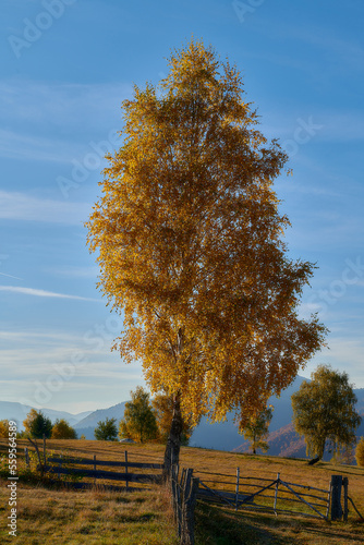 Yellow tree on blue sky background