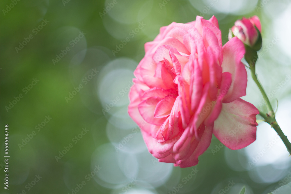 Fototapeta premium Pink and white rose in the garden close-up