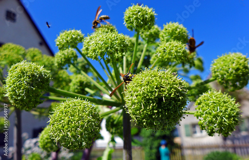 angelica root with insects in garden