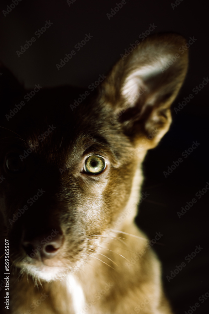 Podenko ibitsenko, ibisan greyhound, ibizan. Hunting dogs breed. Portrait of brown puppy with green clever eyes in the dark, darkness. Mixed breeds canine. Abandoned stray pup. Protection of animals.