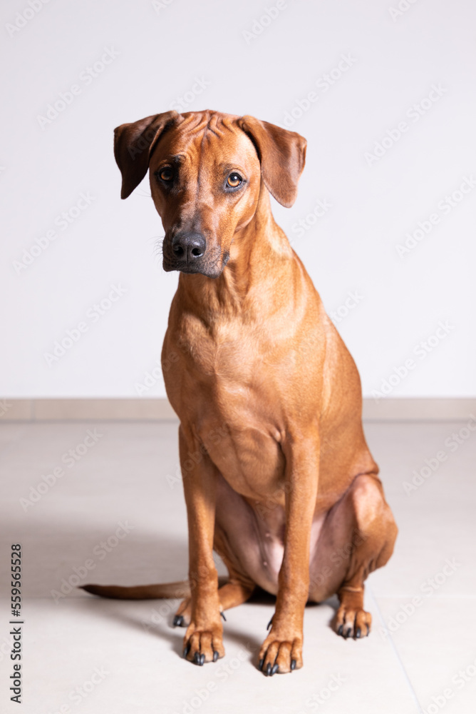 Brauner Hund. Brauner Rassehund. Rhodesien Ridgeback