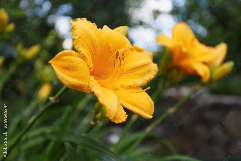 Yellow daylily flower in the summer garden Yellow daylily flower in the summer garden