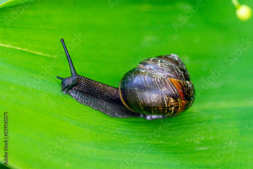 Snails crawl against the background of grass and leaves