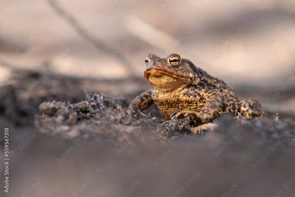 brown frog on the ground brown frog on the ground