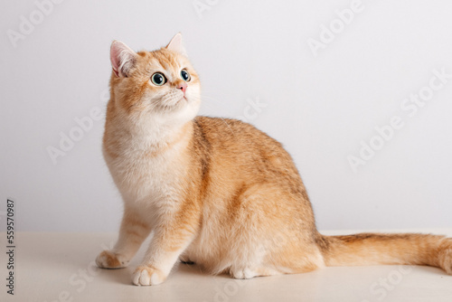 Looking up cute red cat isolated on white background