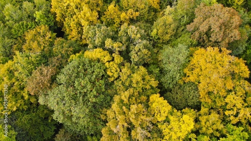 vue en drone forêt